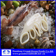 Frozen squid for sale